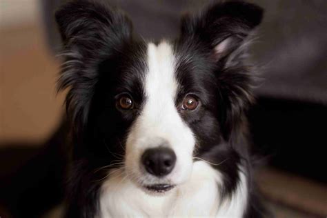 Cancer in collies